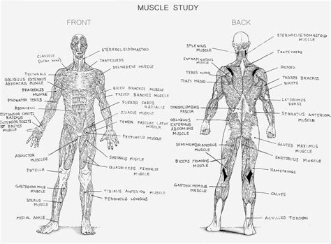 Anatomy Muscle Study By Leonddrmasta On Deviantart