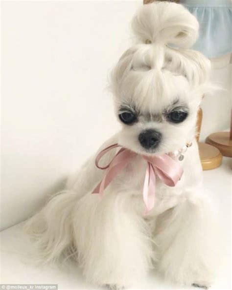 15 Very Interesting And Funny Dog Haircuts This Way Come