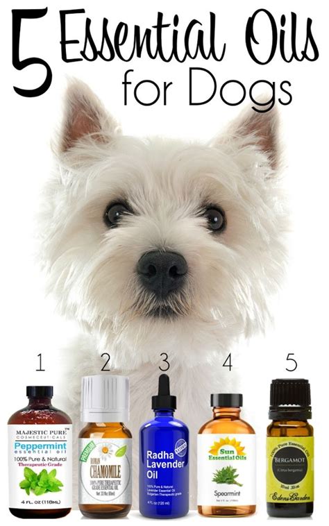 Read my article below to get a complete understanding today. 5 Essential Oils for Dogs | Essential oils dogs, Oils for ...