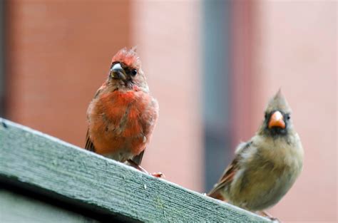 Urban Wildlife Guide Baby Cardinal Poses For The Camera