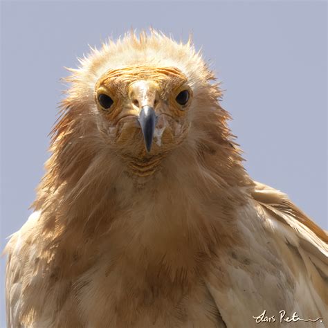 Egyptian Vulture Socotra And Abd Al Kuri Bird Images From Foreign Trips Gallery My World