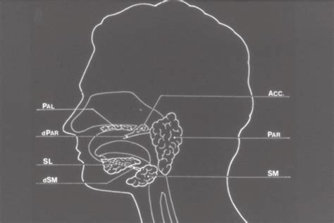 Anatomic Location Of The Major Human Salivary Glands Pal Palatal
