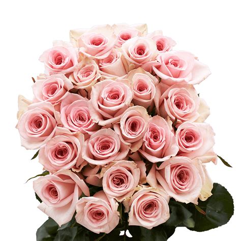 When ordering beautiful flower arrangements or valentines roses, you will find it very easy thanks to our site and friendly customer service team. Two Dozen Pink Valentine's Day Roses Free Delivery ...