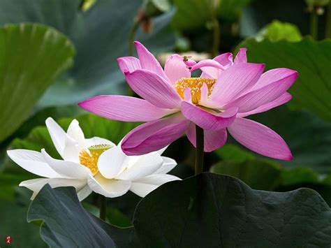 From The Garden Of Zen Sacred Lotus Flowers In Tsurugaoka Hachimagu