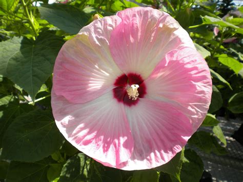Hardy Hibiscus Hardy Hibiscus Pink White Watermelon Seeds Presents