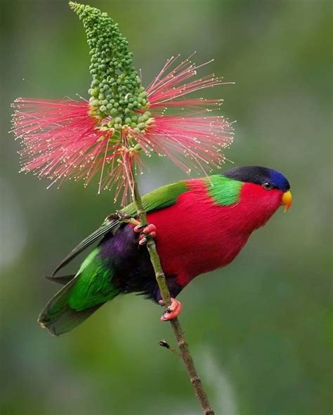 Pin By Meryem Kaya On Muhteşem Canlılar Rainforest Birds Beautiful Birds Bird Pictures