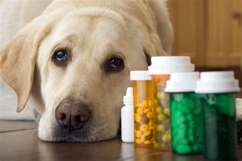 Vitamins And Supplements For Dogs