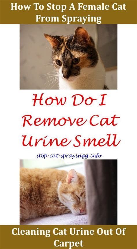 How To Stop A Cat From Spraying Everywhere Best Of 2020 Cat Pee On