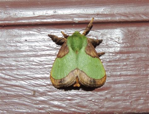 Maryland Biodiversity Project Stinging Rose Caterpillar Moth Parasa