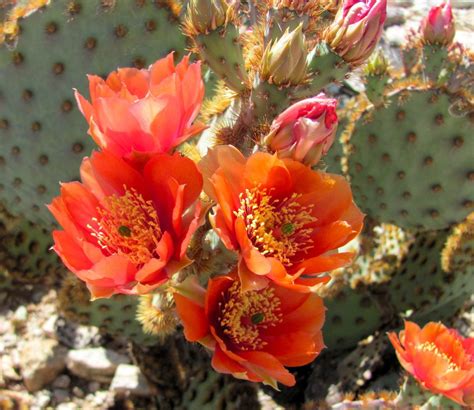 Prickly Things Are Blooming In Deserts Around Tucson Recreation