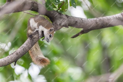 Premium Photo Squirrel Brown Color On A Tree In The Nature Wild