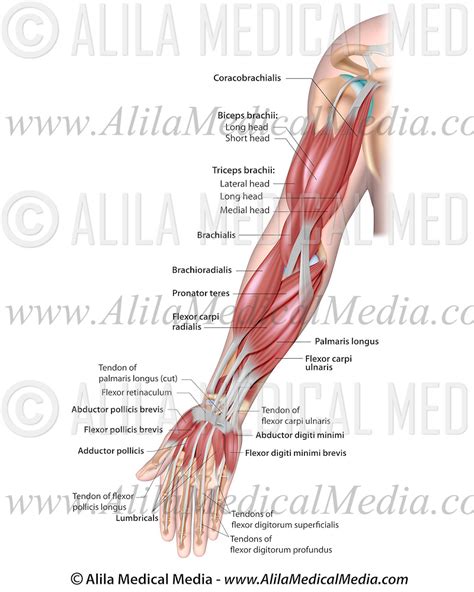 Muscles Of The Arm Alila Medical Images