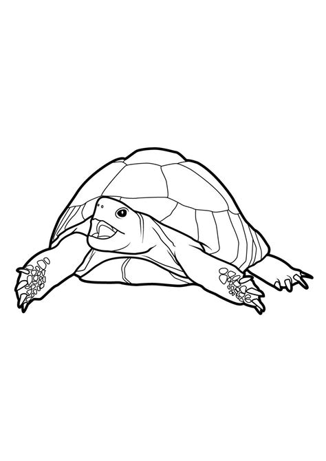 Tortue 8 Coloriages Animaux Tortues