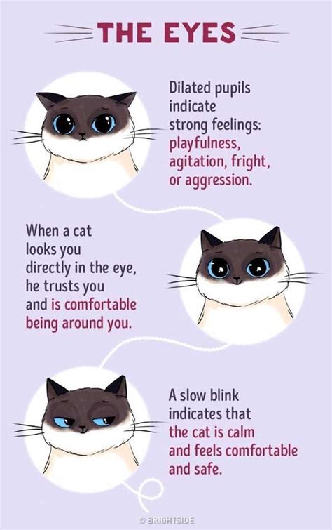 Learn To Read Your Cats Body Language Pawsify