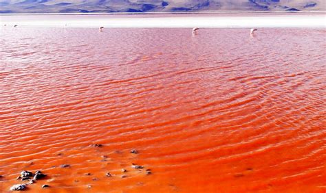 Il Mar Rosso è il bacino idrico più salino del mondo