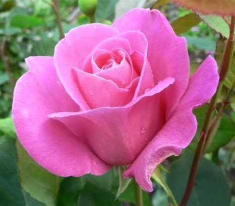 Pink Peace My Favorite Rose The Fragrance Is Heavenly A Must Have