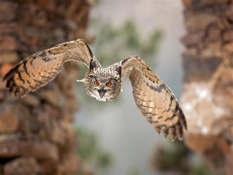 Eurasian Eagle Owl Bubo Bubo 4139197 Stock Photo At Vecteezy