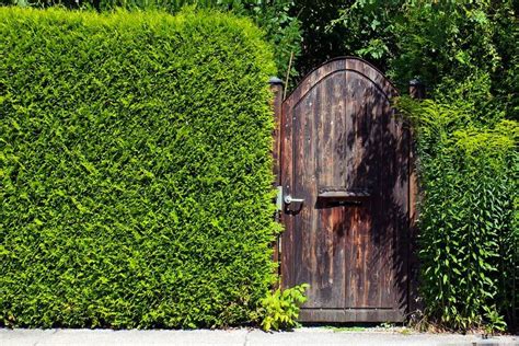 Discover The Seven Best Privacy Hedges For Southern California Homes