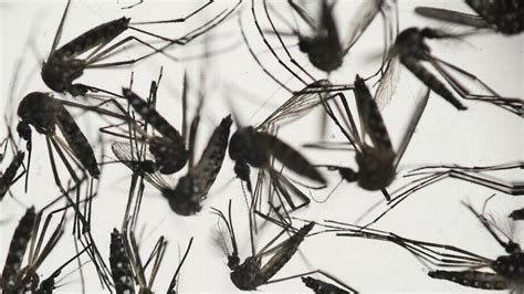 Zika Virus Reported In Dallas Was Transmitted During Sex Authorities