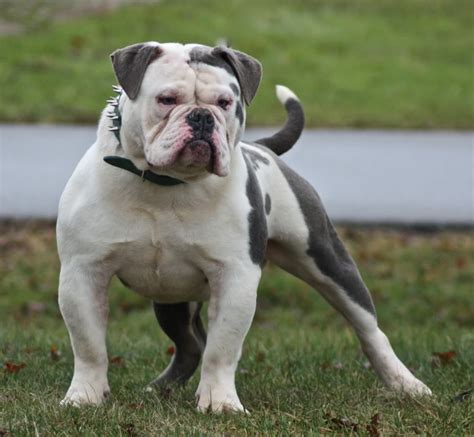 39 American Bulldog Breeders In New England Pic Bleumoonproductions