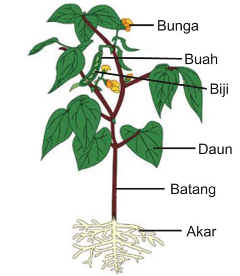 Struktur Morfologi Akar Tumbuhan Fungsi Dan Jenisnya Lengkap Dengan Sexiz Pix