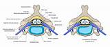 Pictures of Exercises For Sciatica