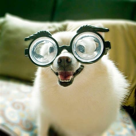 Top 10 Around The World 10 Best Images Of Animals Wearing Glasses