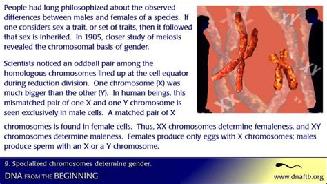 Specialized Chromosomes Determine Sex Cshl Dna Learning Center