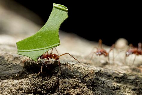 9 Facts About Leafcutter Ants