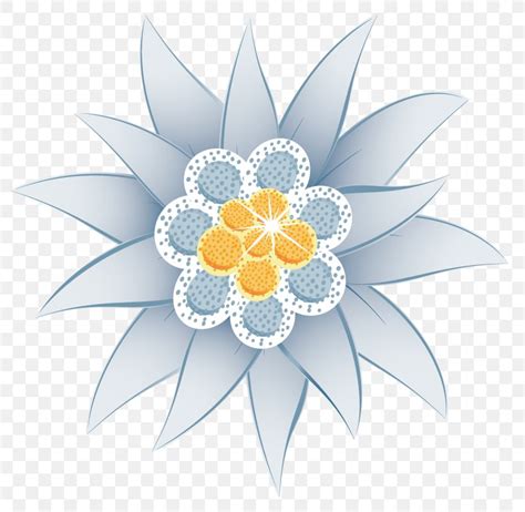 Edelweiss Flower Euclidean Vector Illustration Png 800x800px