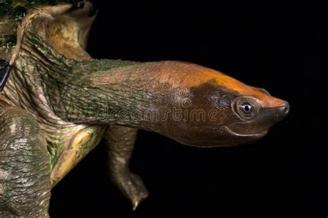 Painted Batagur Batagur Borneoensis Stock Image Image Of Asia List