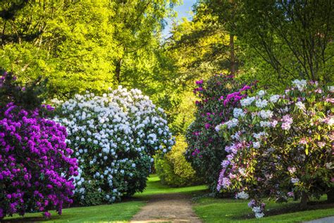 Rhododendron Gardens To Visit Now The English Garden