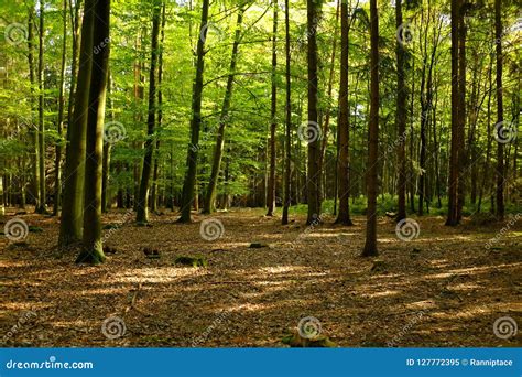 Wood In The Summer With Green Leaves Stock Image Image Of Scenic