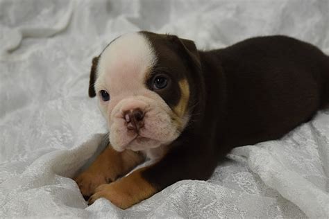 The miniature english bulldog (also known as bullpug) was bred for one reason only: Chocolate tri english bulldog puppy for sale