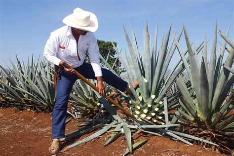 Tequila And Mezcal Its All About The Agave Distiller