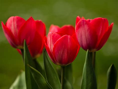 Tulipanes Rojos Imagui