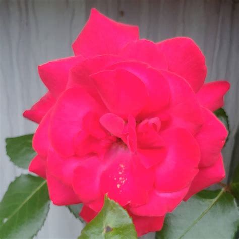 Dark Pink Rose 12 By Maryjane66613 On Deviantart