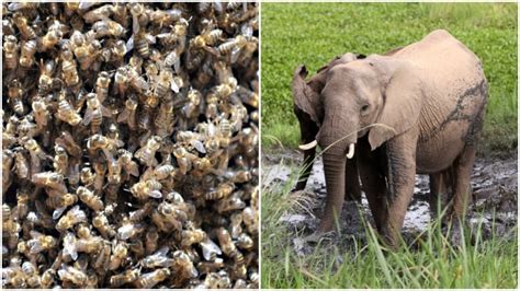 Bees Are Being Used In Africa To Tackle Elephant Human Conflict — Peacefully And Safely Cbc Radio