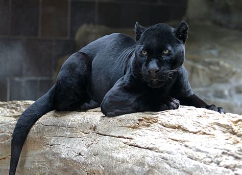 Black Panther Wikipedia