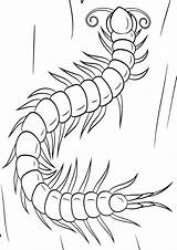 Centipede Coloring sketch template