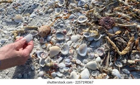 Woman Hand Picking Shell Beach Stock Photo Shutterstock