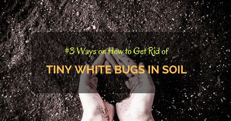 It is particular about its soil and light conditions and needs to be planted in a specific way. Little White Bugs In Indoor Plant Soil - House Design Ideas