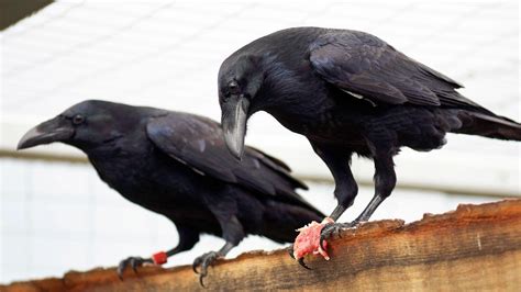 like humans and apes ravens have the foresight to save up for the future audubon