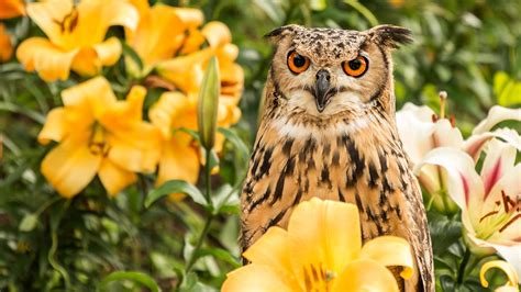 Orange Eyes Black Light Brown Owl Surrounded By Flowers Hd