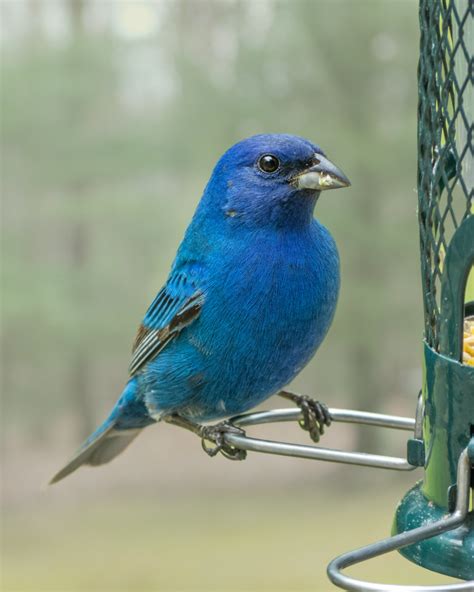 Indigo Bunting Feederwatch