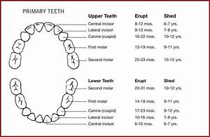 Primary Teeth Chart Top Class Dental Burwood