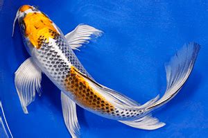 Since their introduction over 20 years ago. BUTTERFLY KOI 4"-5" - The Aquatic Den