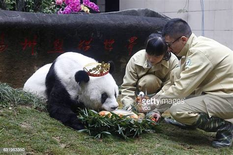 Oldest Captive Giant Panda Celebrates 37th Birthday In Fuzhou Photos
