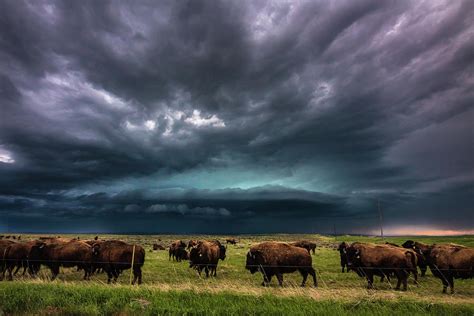 Buffalo Storm And Lightning Photograph By Tammy Hockhalter Fine Art