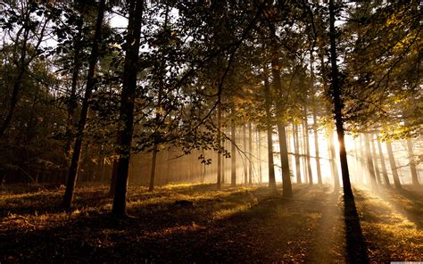 Mystical Forest Wallpapers Top Free Mystical Forest Backgrounds